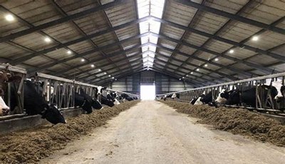 Prefab Steel Structure Cow/Dairy Farm House