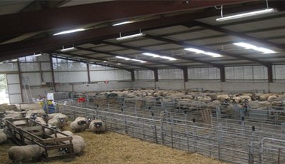 Insulated Prefabricated Steel Structural Sheep House Building