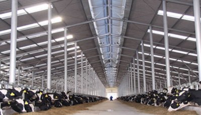 Prefab Steel Structure Cattle Farm Barn