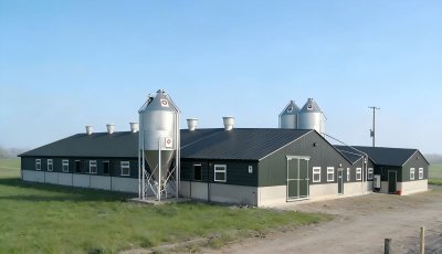 Steel Structure Cow Barn Building