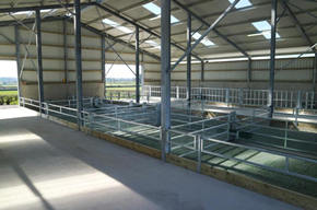Low Price Steel Structure Sheep Farm Building